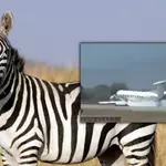 Zebra strike forces Tanzania safari plane into emergency landing