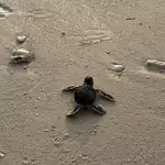 How DNA ‘fingerprinting’ is keeping Malaysia’s green turtles safe from poachers