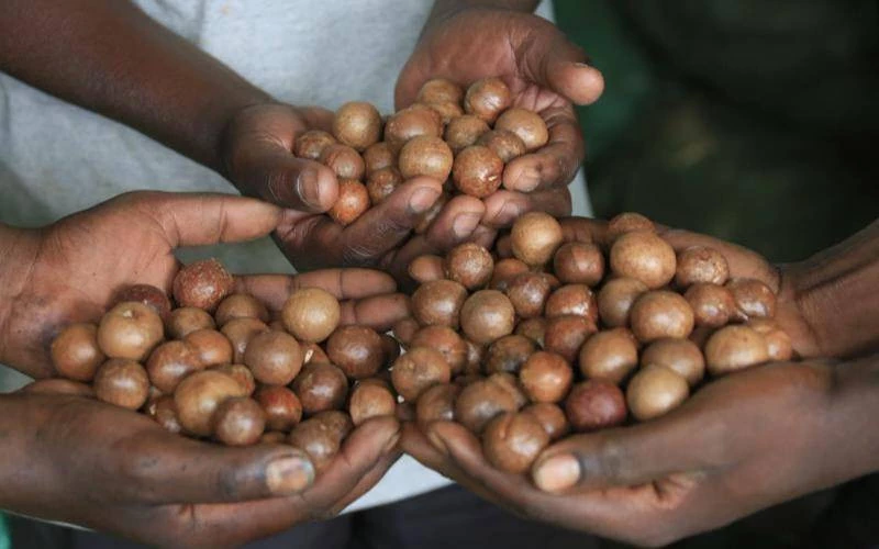 Macadamia dealers seek fresh deadline on raw nut shipment