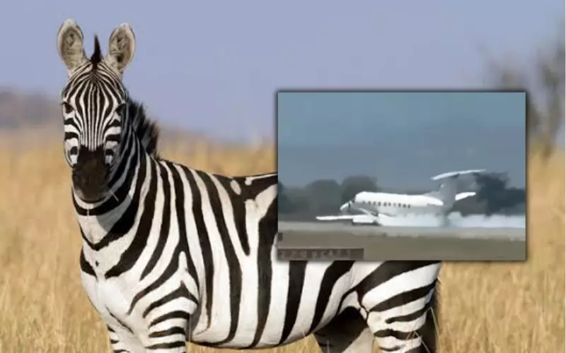 Zebra strike forces Tanzania safari plane into emergency landing