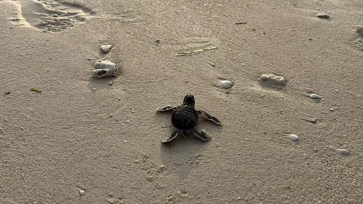 How DNA ‘fingerprinting’ is keeping Malaysia’s green turtles safe from poachers
