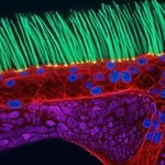 Nikon photography contest winner loses title after scientists spot signs of AI