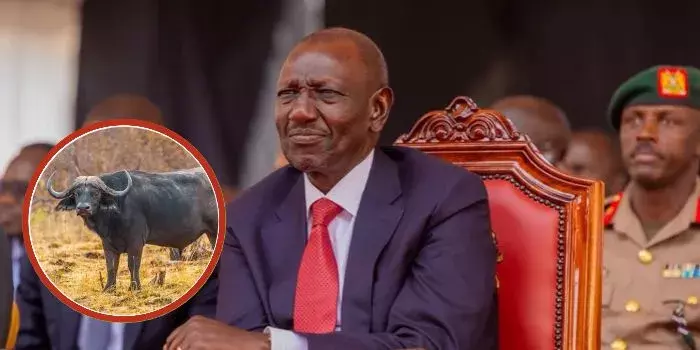 Ruto Announces Plan to Import Buffaloes, Camels as Milk Shortage Hits Kenya
