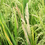 A fungus is threatening the world’s food supply. Scientists just found a new defense