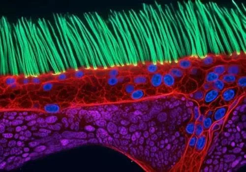 Nikon photography contest winner loses title after scientists spot signs of AI