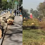 Nakuru Governor Kihika Stops Tree Felling Without County Approval
