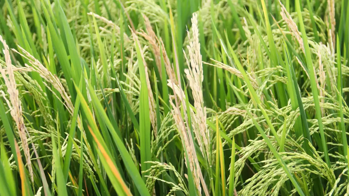 A fungus is threatening the world’s food supply. Scientists just found a new defense