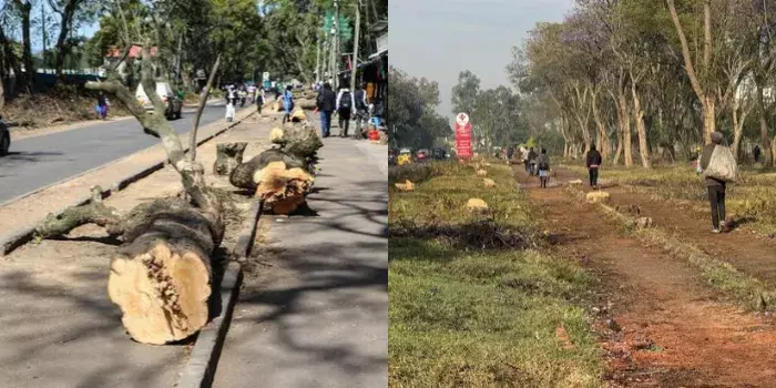 Nakuru Governor Kihika Stops Tree Felling Without County Approval