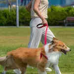 China tech city dog-walking limits criticised; some question ‘how dogs can get some sunshine’