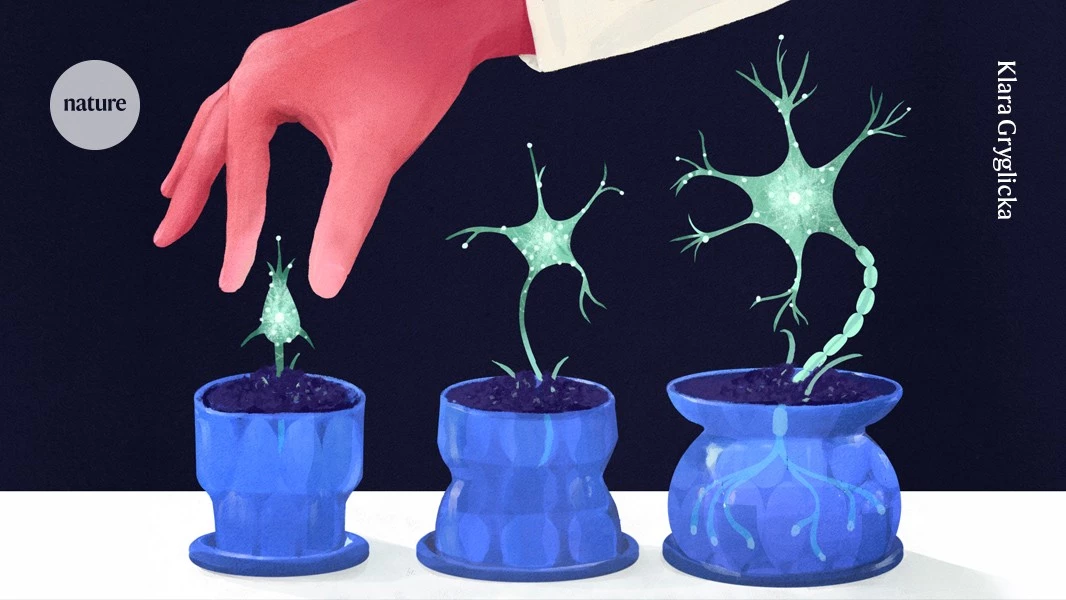 Can your brain grow new neurons? How researchers are solving a century-old puzzle