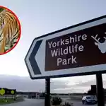 VIDEO: Man dies after horrific tiger attack inside wildlife park