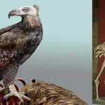 The largest eagle hunted unlike any other bird of prey (2021)