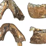 South Africa fossils include 2-million-year-old adult Homo erectus