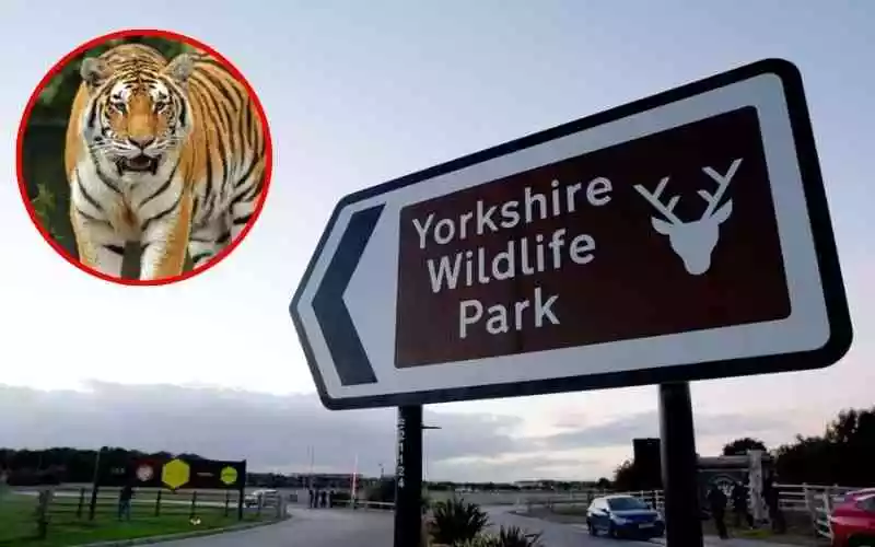 VIDEO: Man dies after horrific tiger attack inside wildlife park