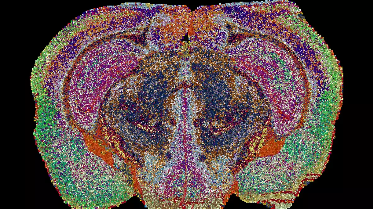 Scientists uncover a hidden map of the brain with 539 distinct regions