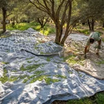 Olive harvest begins in Tarom, Iran’s major production hub