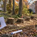 New York men cut 4 trees on neighbour’s land, face $35,000 award