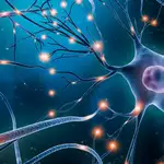 Chinese scientists find neurons may act as minicomputers that help decision-making