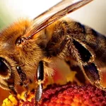 High-speed video reveals how honey bee stingers pump venom