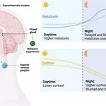 ADHD as a circadian rhythm disorder: evidence and implications for chronotherapy