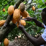 World's top cocoa producer Ivory Coast aims for a climate-tough bean