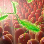 Scientists discover a way to kill dangerous gut bacteria without killing the good