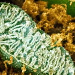 Unprecedented atlas explores mitochondria across the tree of life