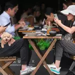 20 restaurants prosecuted for allowing dogs without permits since scheme launched