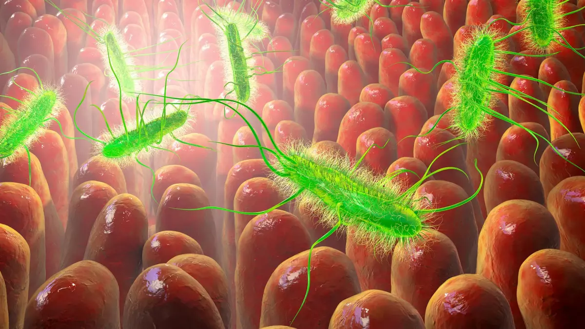 Scientists discover a way to kill dangerous gut bacteria without killing the good