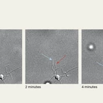 Glimpsing archaeal microbes on the move