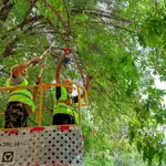 Beijing fights invasive moths with parasitic wasps and caterpillar-catching contests