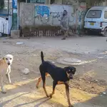 Calls to relocate stray dogs grow as two more die of rabies in Sindh