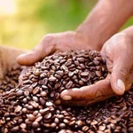 Science, technology key to reviving Kenya's coffee sector
