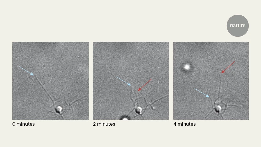 Glimpsing archaeal microbes on the move