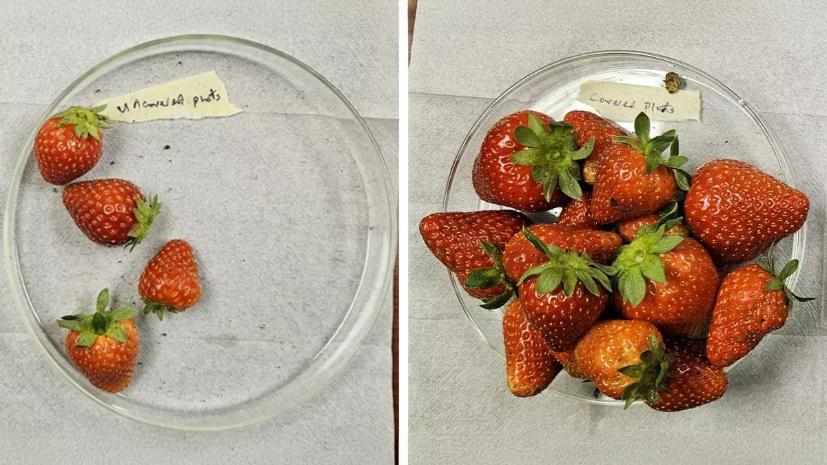 New “plant armor” more than triples strawberry yields