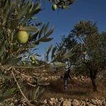 Israeli forces help settlers seize West Bank olive groves: witnesses