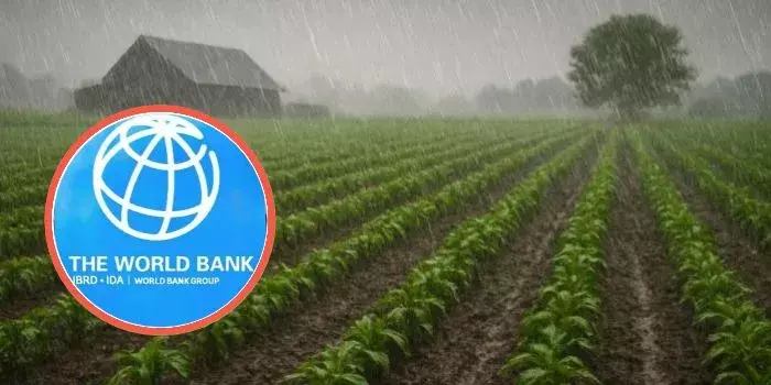 World Bank Warns of Low Crop Yields Over El Niño