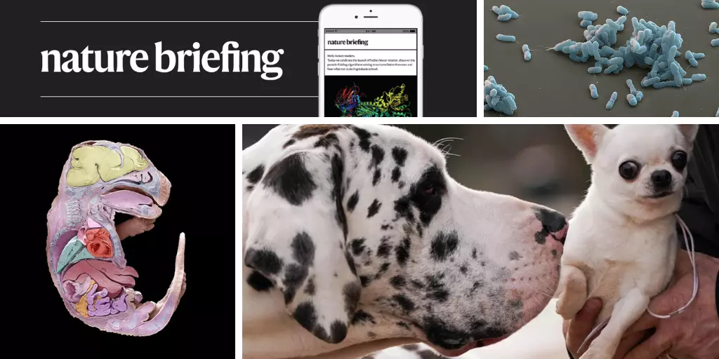 Daily briefing: Rogue ‘jumping genes’ age bigs dogs faster than little ones