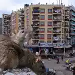The politics of city rats: What urban rodents tell us about housing and sanitation