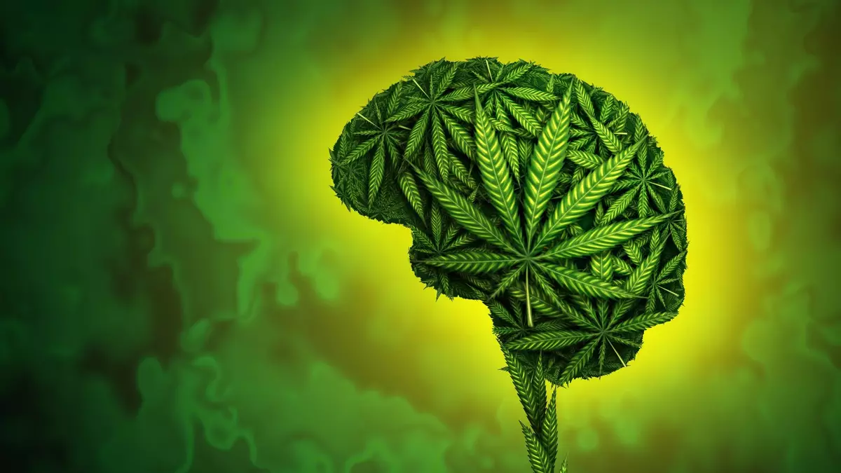 Cannabis users were twice as likely to commit violence, review finds