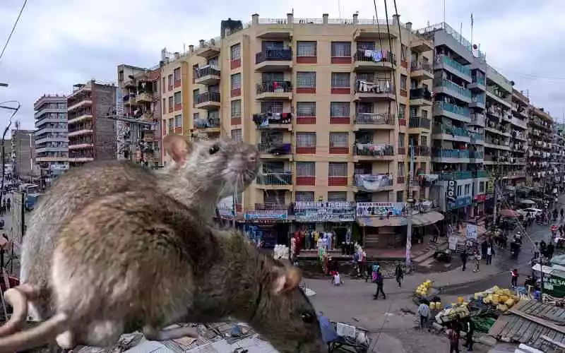 The politics of city rats: What urban rodents tell us about housing and sanitation