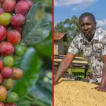 Kirinyaga Retiree Earns Huge Profits from Coffee Farming Venture: 