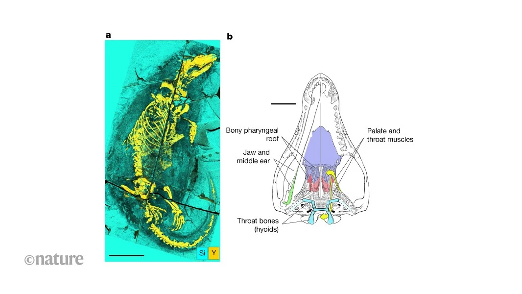 An early predecessor to mammals could swim, suckle and swallow