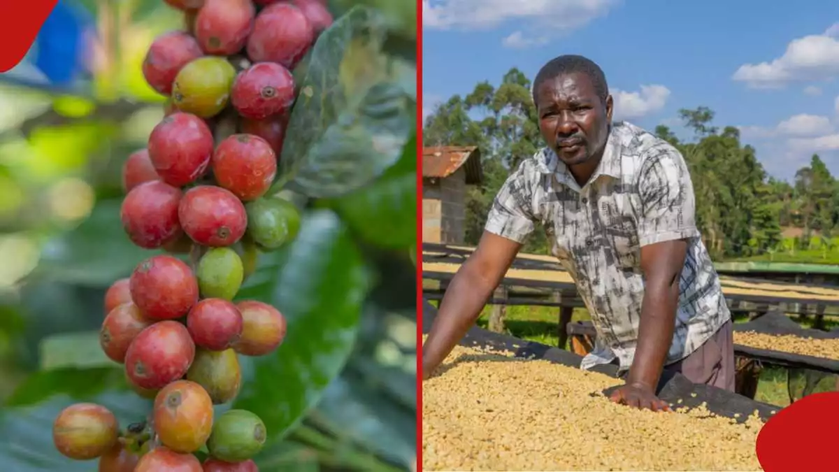 Kirinyaga Retiree Earns Huge Profits from Coffee Farming Venture: "I Produce 80,000 Kgs"