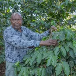 Kirinyaga coffee farmers reap record payouts