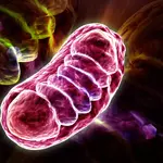 Too much RNA can starve cells of energy, scientists discover