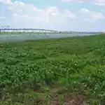 After years of false starts, Galana-Kulalu turns into productive farmland 