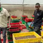 Kenyan farmers turn to bugs as organic demand grows