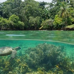 Nature has rights — it is time the world recognized them