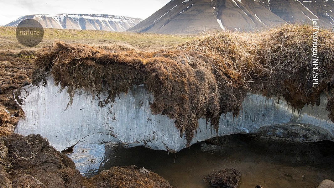 Woody ‘blankets’ are being deployed on Arctic permafrost to reduce carbon emissions
